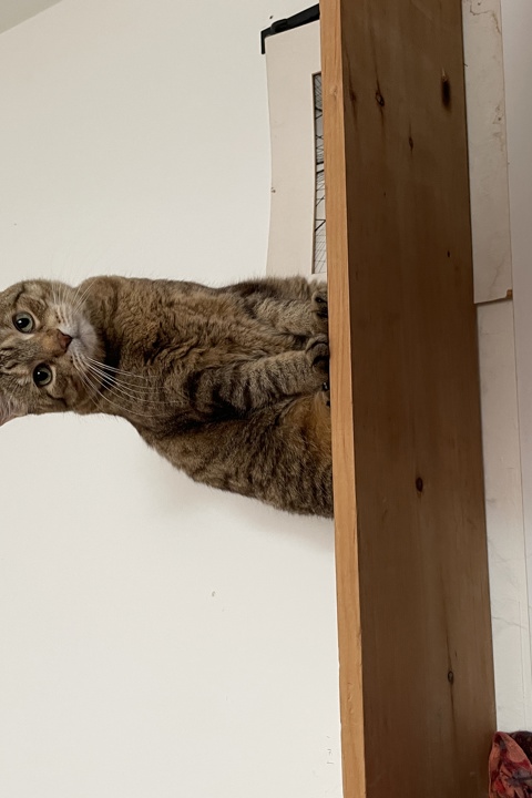 Beautiful One Bedroom with study in Little Italy - 8