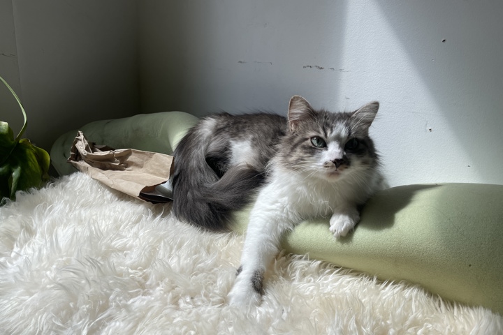 Beautiful One Bedroom with study in Little Italy - 9