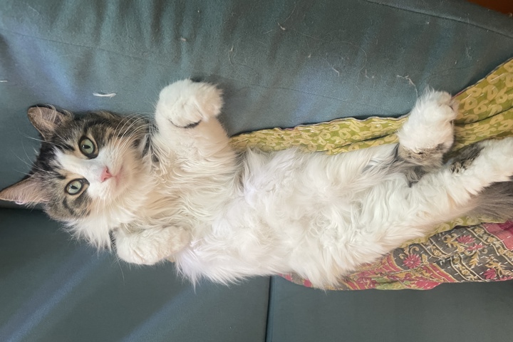 Beautiful One Bedroom with study in Little Italy - 10