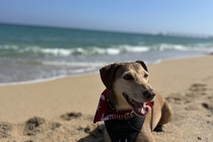 Beautiful Sea View Apartment with 2 Dogs - 5