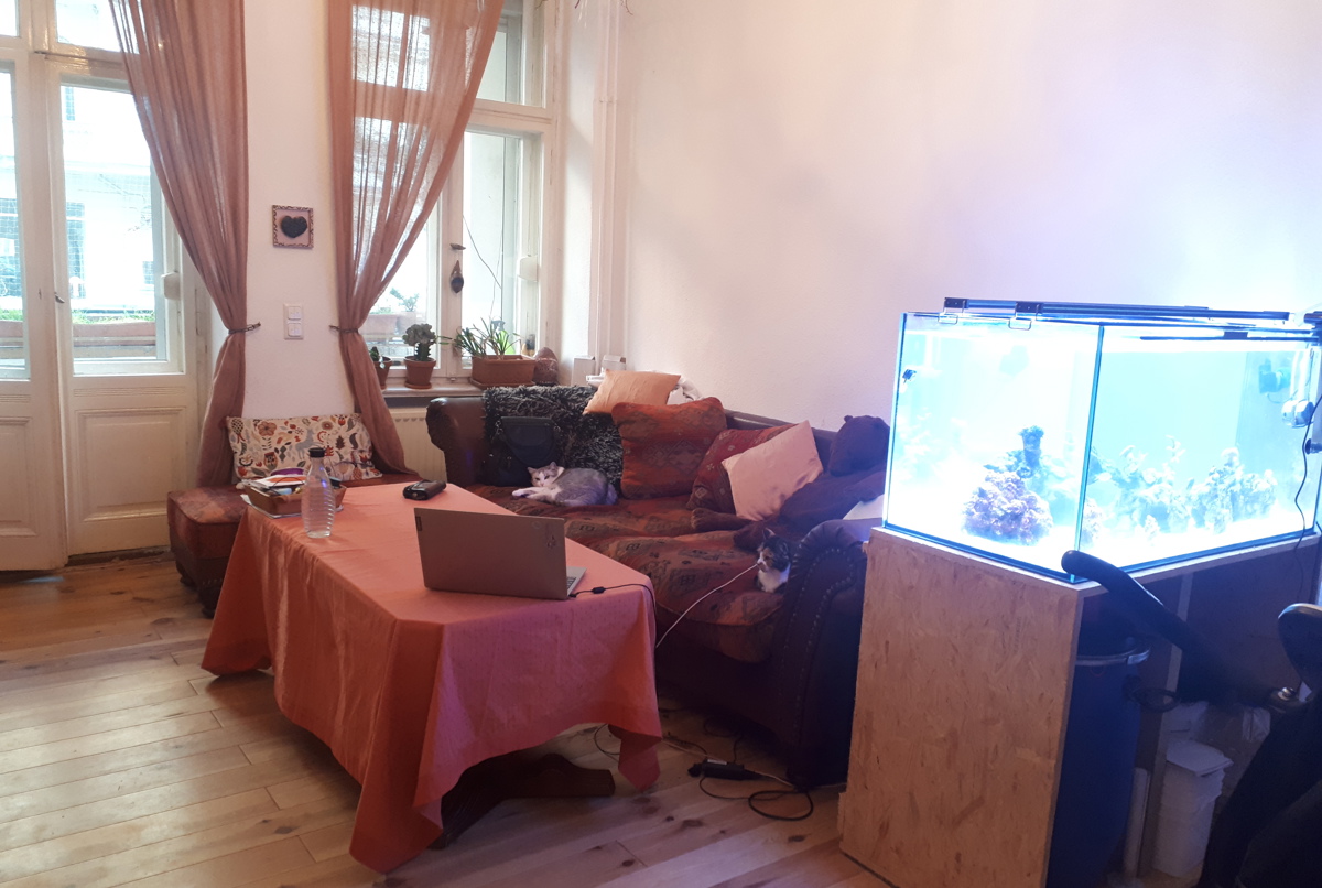 Charming flat in Berlin with cats