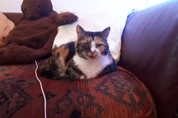 Charming flat in Berlin with cats - 9