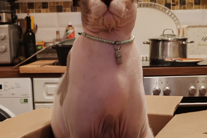 Charming flat in Berlin with cats - 10