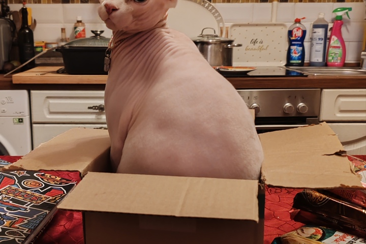 Charming flat in Berlin with cats - 11