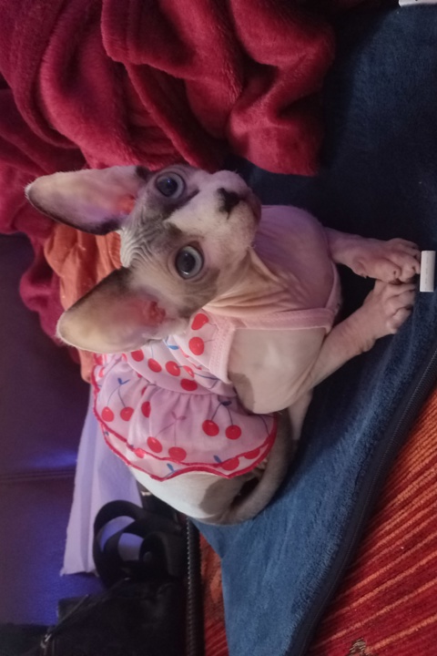 Charming flat in Berlin with cats - 12