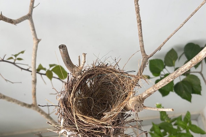 The Urban Nest - 12
