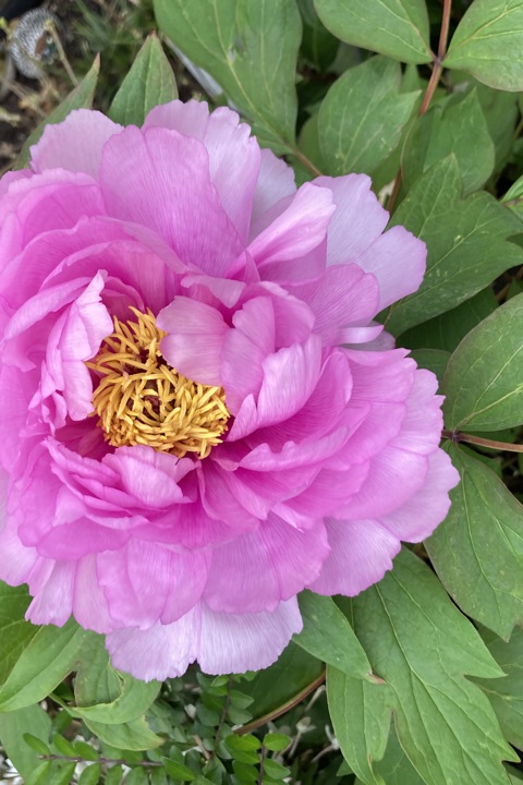 City apartment with quiet garden and 2 cats - 5