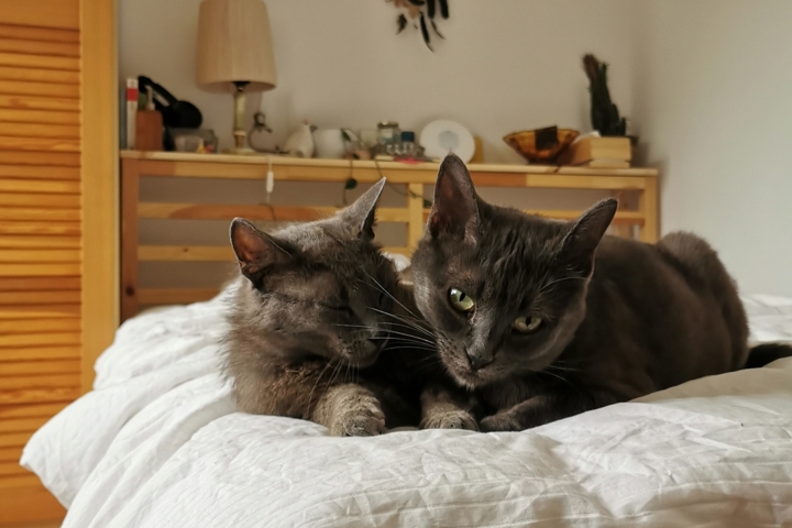 Apartment at Alte Donau - 7