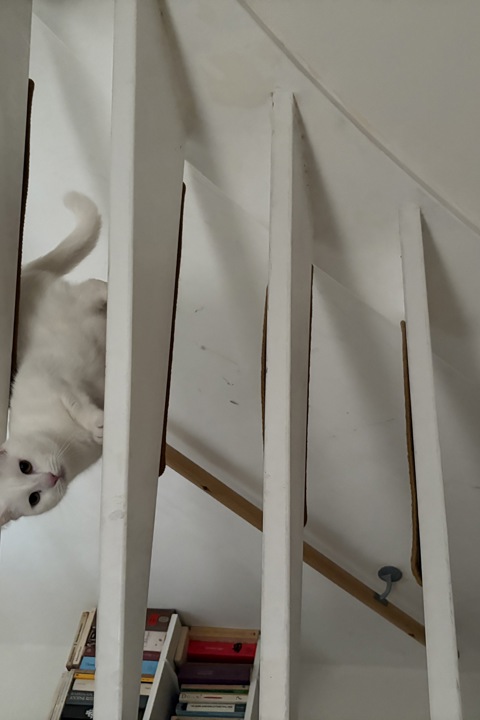 Cosy apartment in quiet area - 3