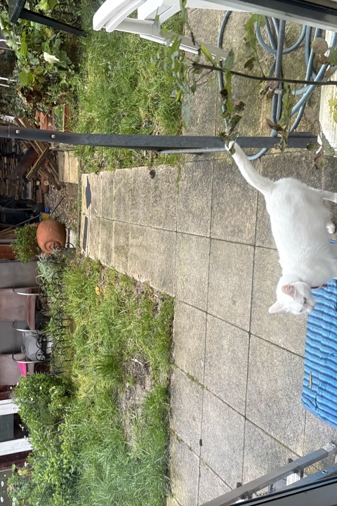 Cosy apartment in quiet area - 4