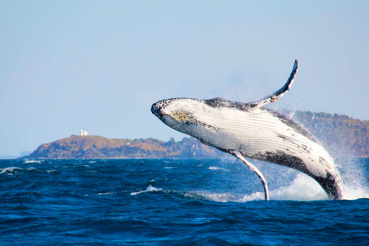 Newly renovated coastal home near the CBD - 22