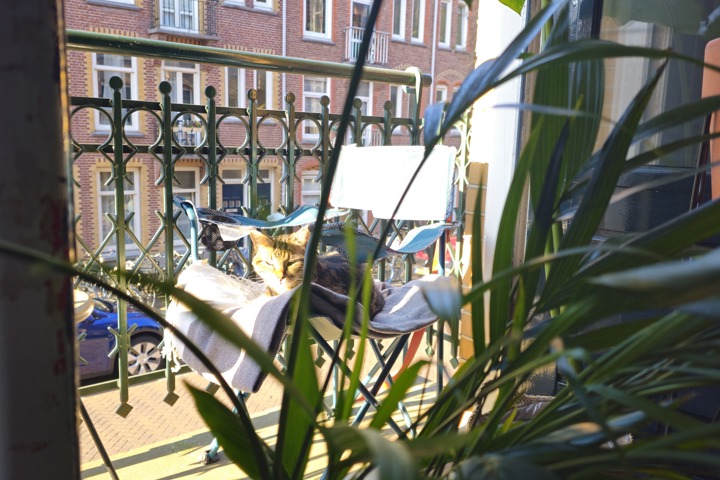 Lovely studio - Amsterdam Westerpark - 4