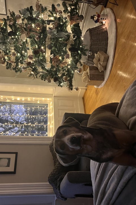 Chicago Walkup with deck and rooftop - 6