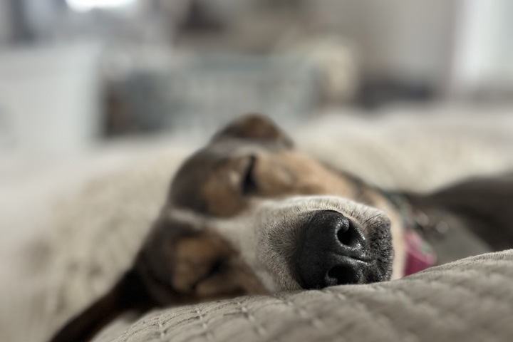 Chicago Walkup with deck and rooftop - 7