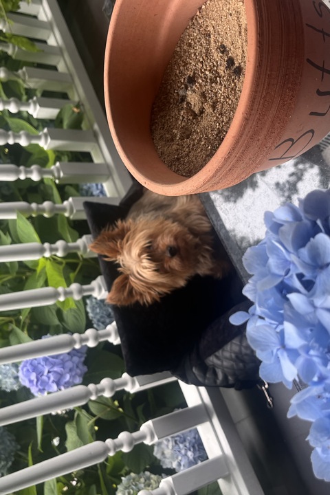 Mi Casa Su Casa by the sea - 4