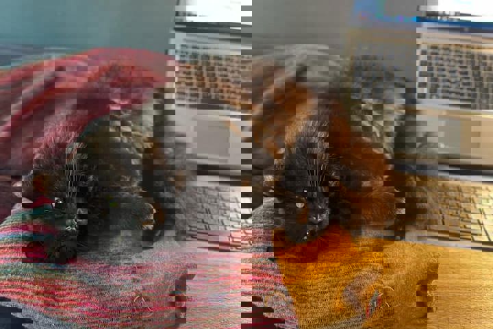 Colourful 2 bed home with CAT! - 16