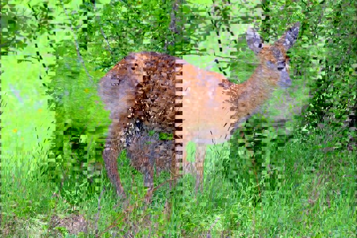 Kozia Szyja Art Gallery Apartement - 11