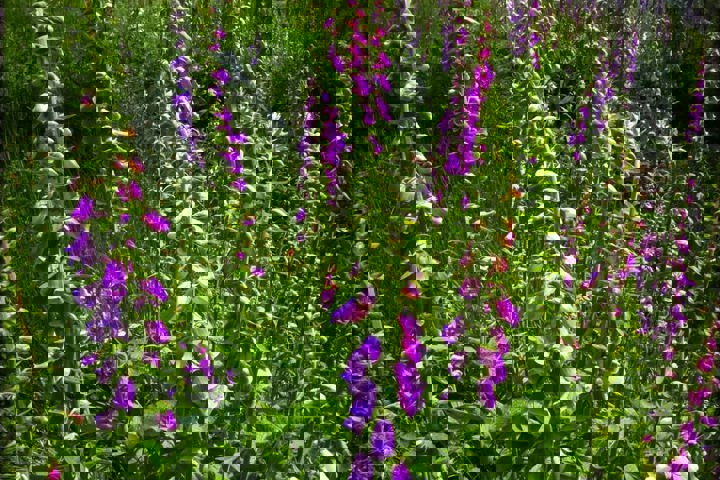 Kozia Szyja Art Gallery Apartement - 18