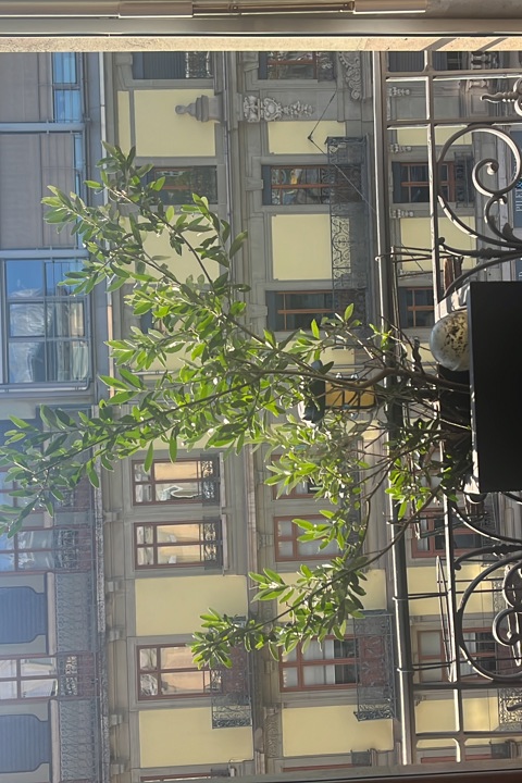 Geneva - Elegant Haussmann-Style Apartment - 7