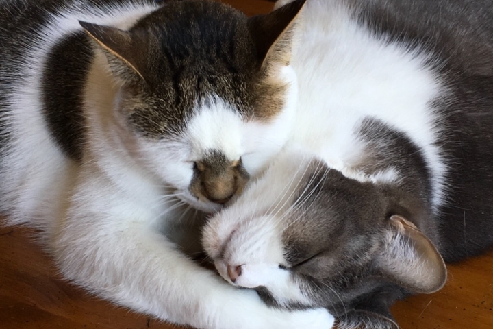 Vibrant sunny and snowy Montréal! - 6