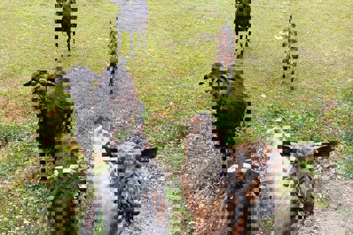 Volcanic stone Villa - 21