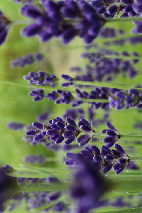 Ubytování rodinného typu s přírodou okolo. - 13