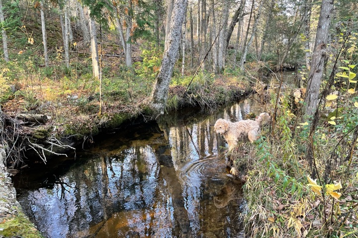 Beautiful family cottage - 1