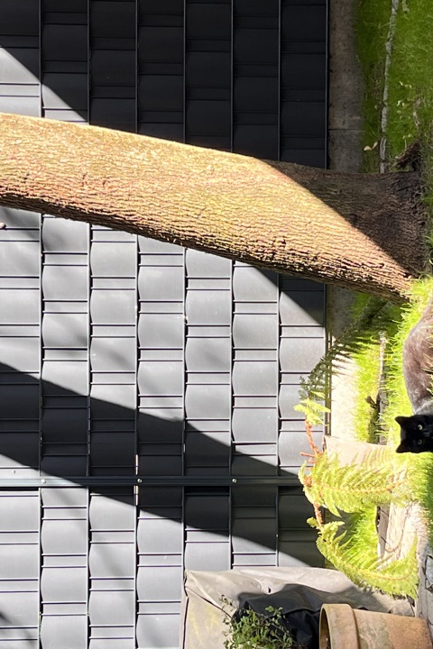 Hidden garden in city center - 5