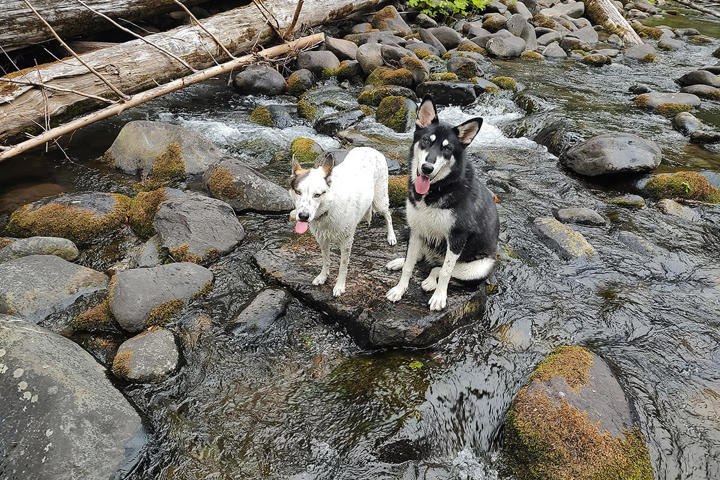 Beautiful Alberta Arts Craftsman + Office + 2 Dogs - 10