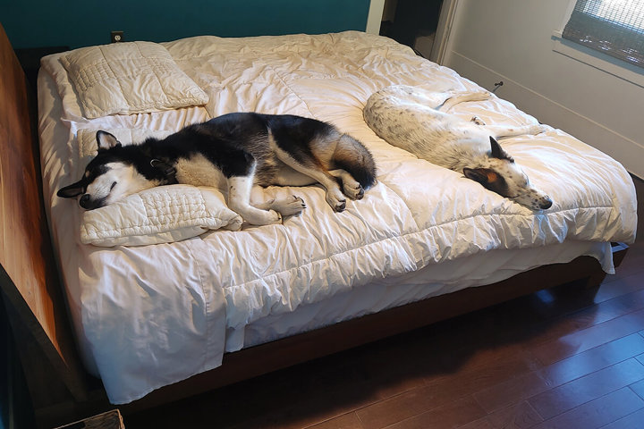 Beautiful Alberta Arts Craftsman + Office + 2 Dogs - 11
