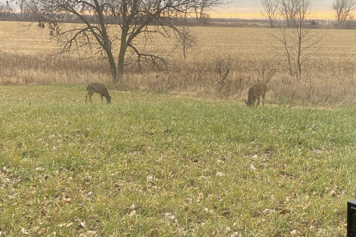 Eclectic, Secluded Cabin + "Tiny" Bonus Office - 10