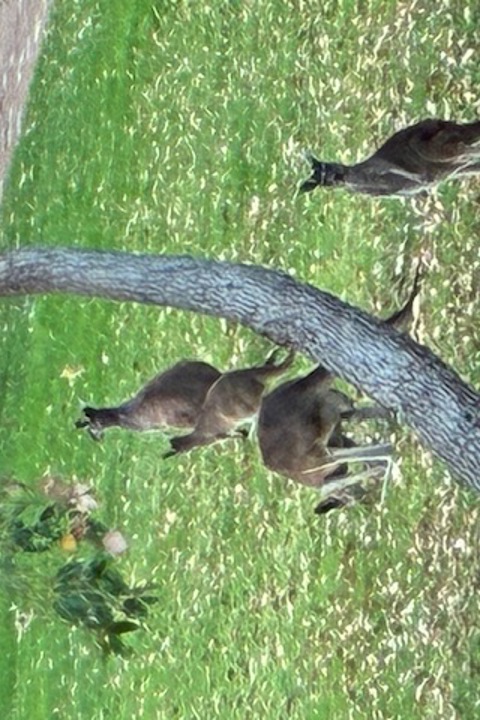 Modern spacious home , private gardens with views - 7