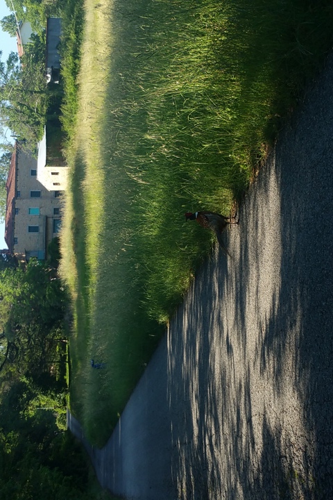 Nelle verdi colline del centro Italia - 11