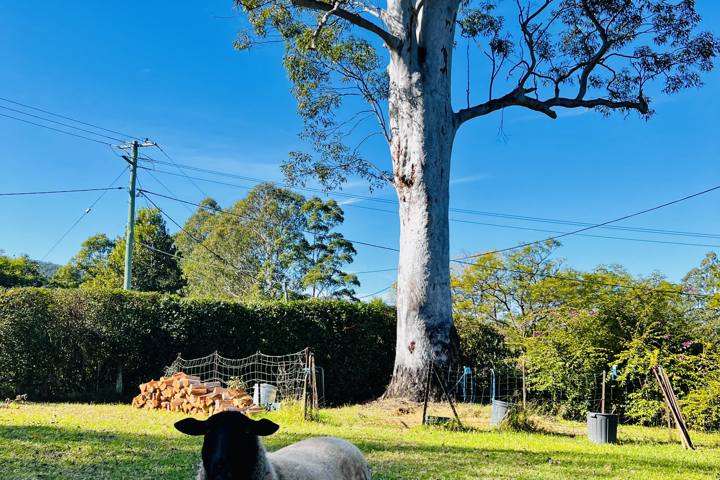 Country Retreat in Bellingen - 8