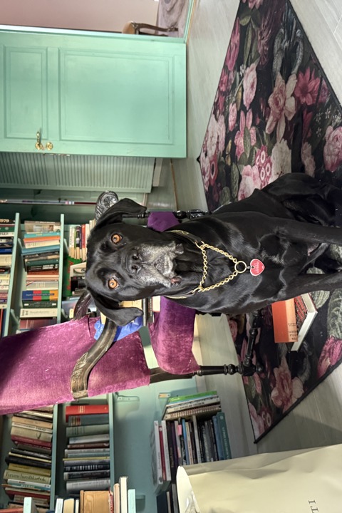 Big artist house and lovley garden - 13