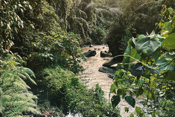Villa Astra, a rare jungle cob home in an internat - 8