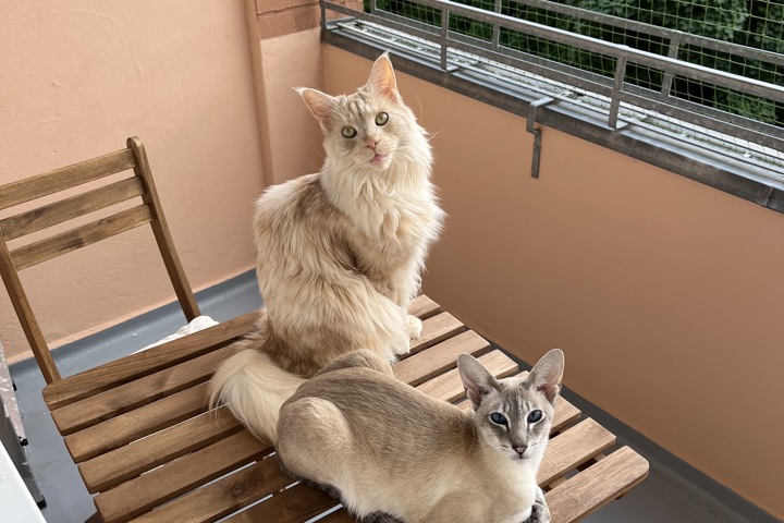 Sunny Berlin flat with balcony & 2 cats - 1