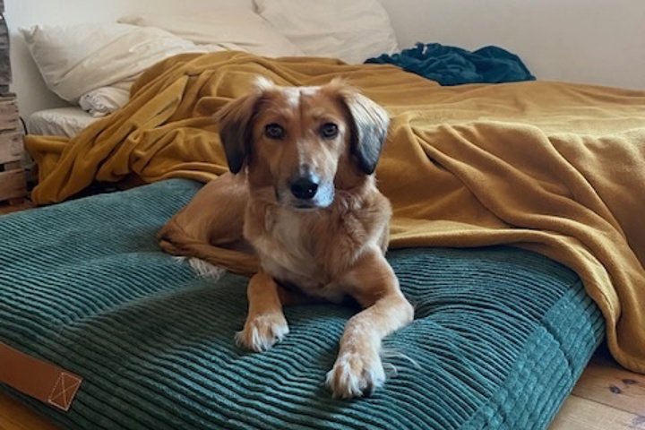 cozy 2-Bedroom apartment near the forest - 4