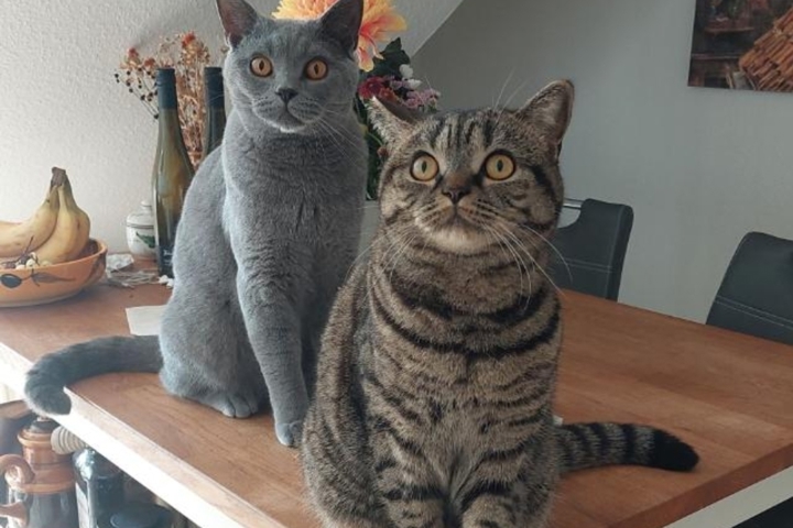 Charming flat between in Brühl (Cologne and Bonn) - 3