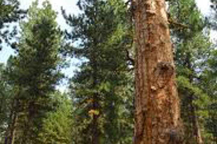 High Valley Farm - 8