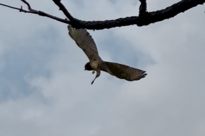 Wild Divine sanctuary - 17