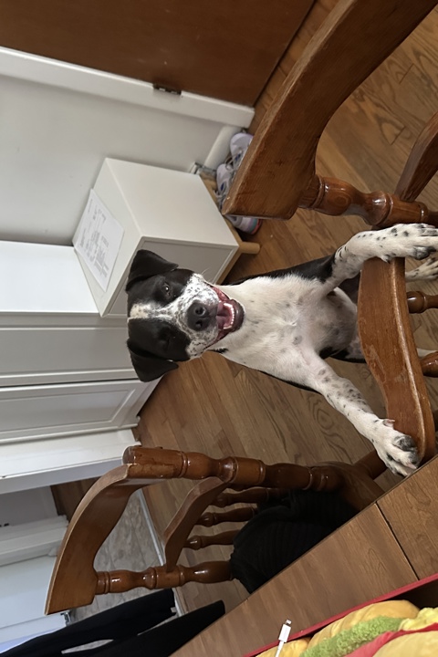 Home Sweet Charlottesville - 2