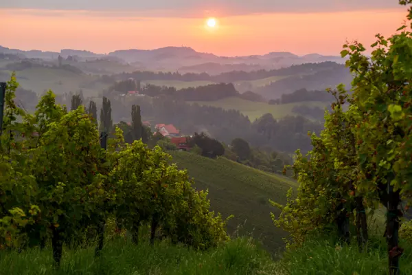 Home Swap Austria - Sip & Work: The Austrian Wine Regions