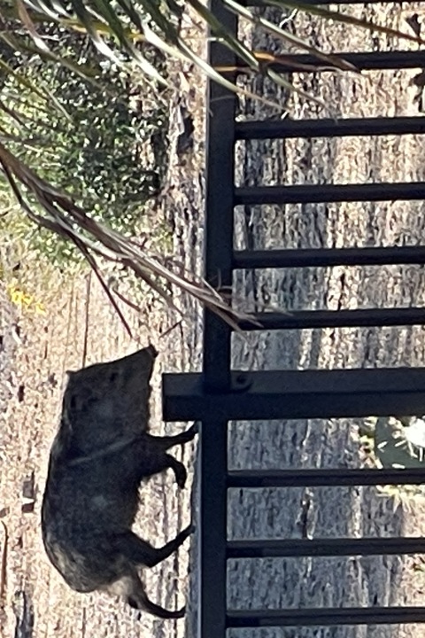 Black mountain Ranch - 26