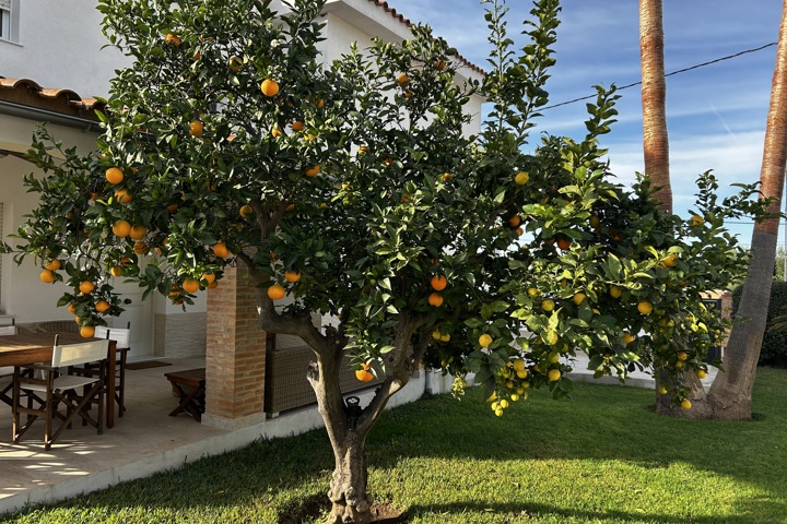 Valencian Paradise! - 1