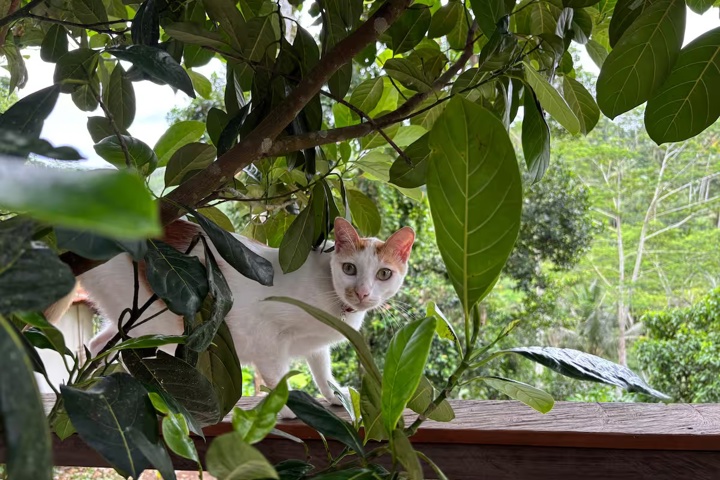 Reconnect with nature in our jungle villa - 6