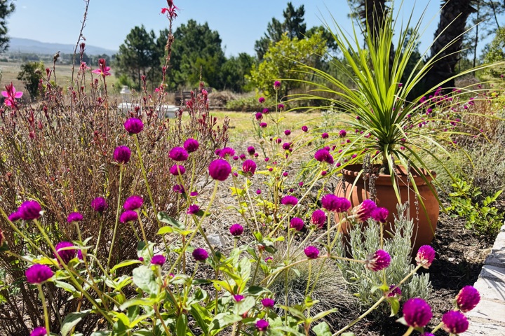 Spacious Home in Pine Forest West Coast Algarve - 11