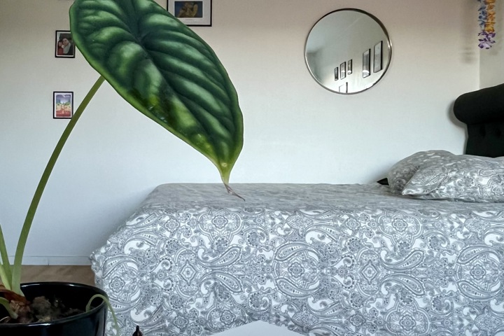 Central comfy flat in Malmö: work & explore SE/DK - 2