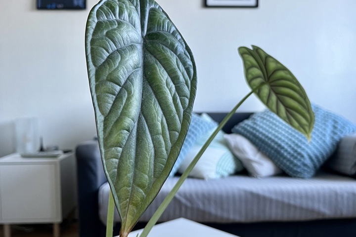 Central comfy flat in Malmö: work & explore SE/DK - 16