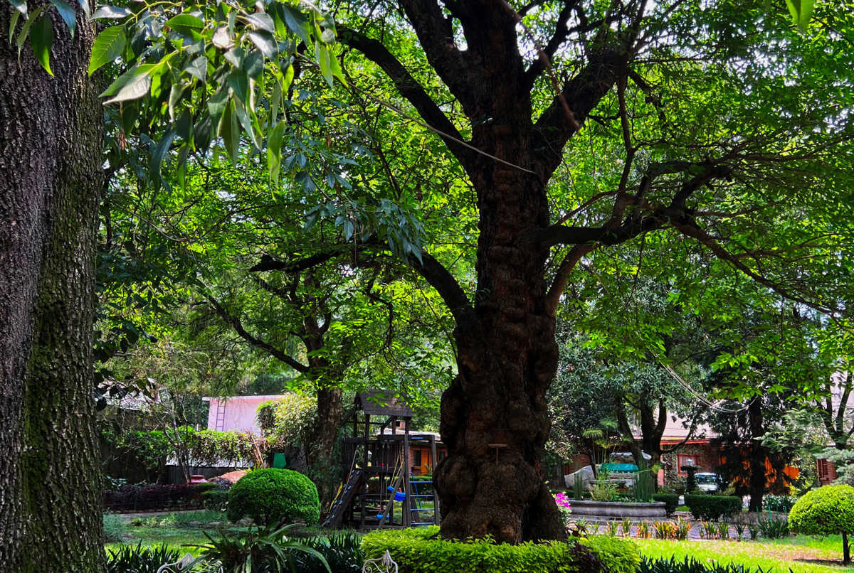 A forest oasis at the heart of San Angel